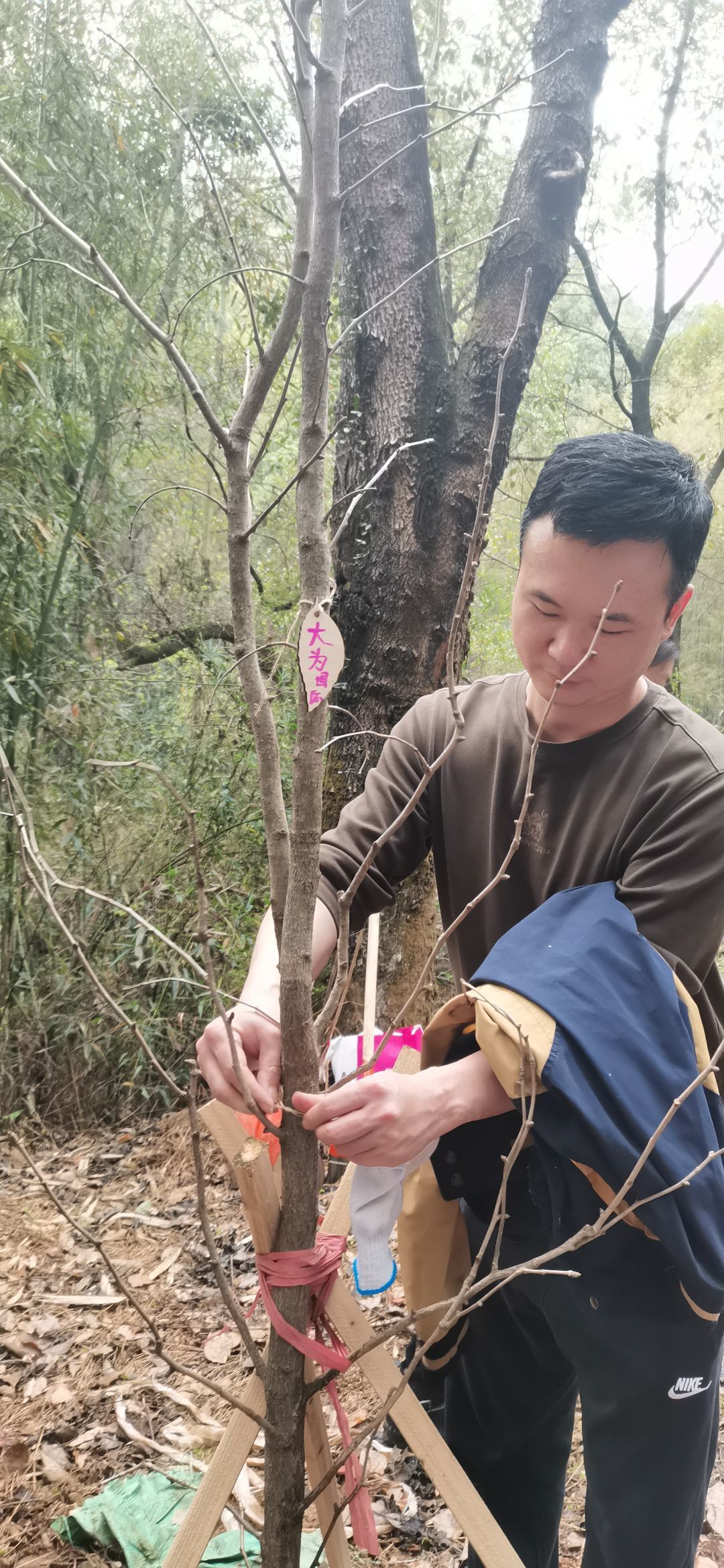 植树完成，挂上公司吊牌。